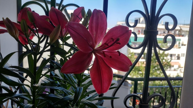 Photo vue rapprochée des fleurs contre le ciel