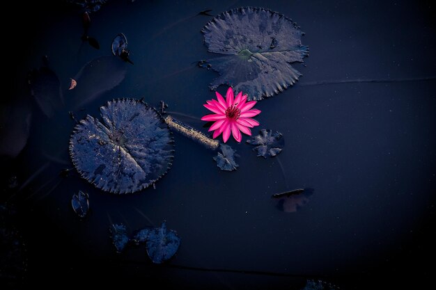 Photo vue rapprochée des fleurs contre l'eau la nuit