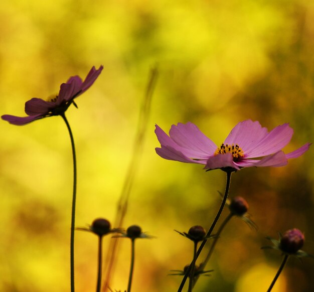 Vue rapprochée des fleurs de cosmos roses qui fleurissent à l'extérieur