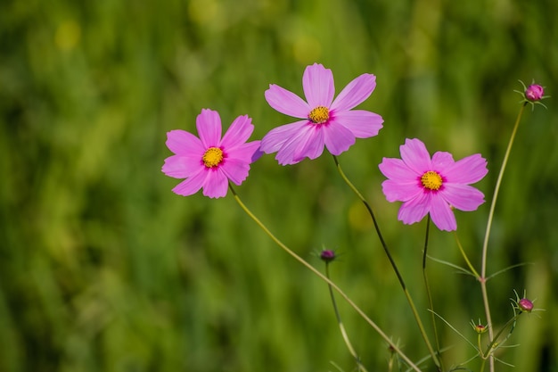 Vue rapprochée des fleurs de cosmos roses qui fleurissent à l'extérieur