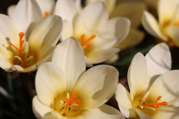 Photo vue rapprochée des fleurs de crocus blanches