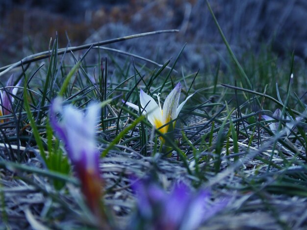 Photo vue rapprochée des fleurs de crocus pourpre sur le champ