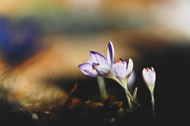 Photo vue rapprochée des fleurs de crocus pourpre sur le champ