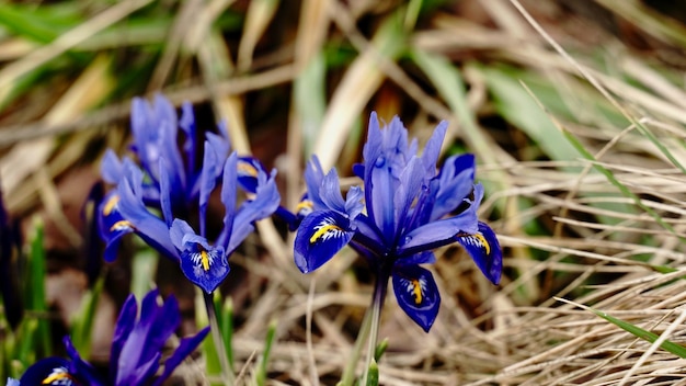 Vue rapprochée des fleurs de crocus pourpre sur le champ