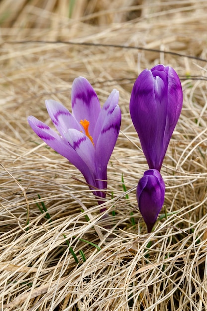 Photo vue rapprochée des fleurs de crocus pourpre sur le champ