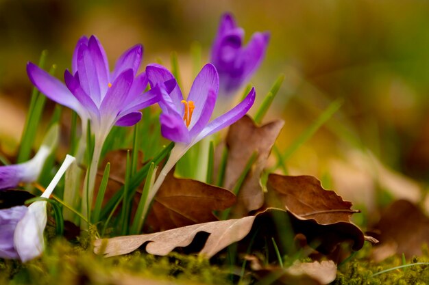 Photo vue rapprochée des fleurs de crocus pourpre sur le champ