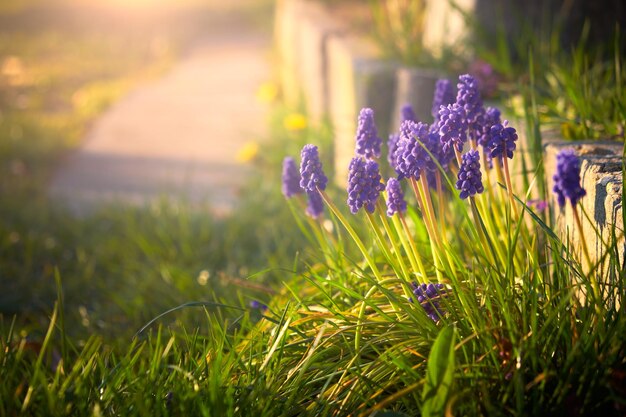 Vue rapprochée des fleurs de crocus pourpre sur le champ