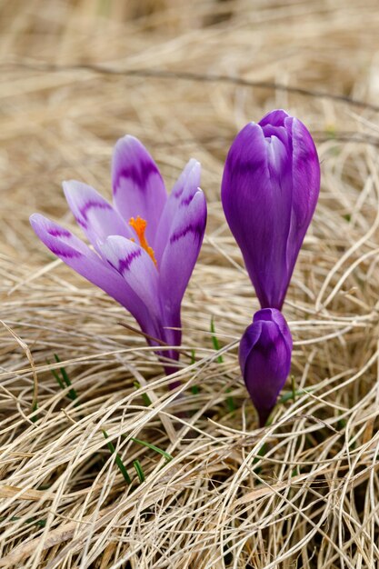 Photo vue rapprochée des fleurs de crocus pourpre