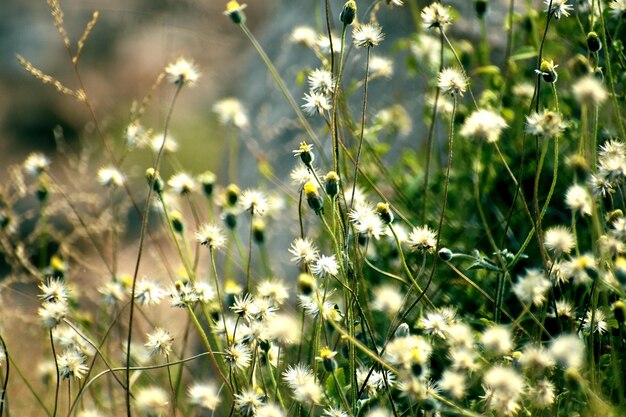 Vue rapprochée des fleurs dans les archives