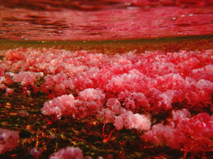 Photo vue rapprochée des fleurs dans l'eau