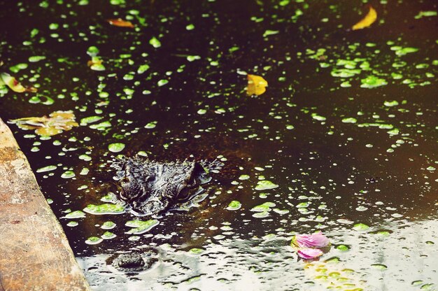 Vue rapprochée des fleurs dans l'eau