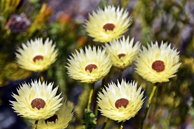 Photo vue rapprochée des fleurs éternelles