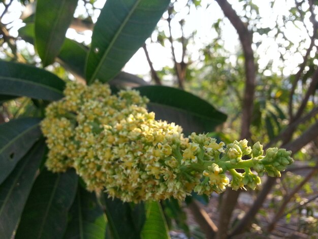 Photo vue rapprochée des fleurs et des feuilles