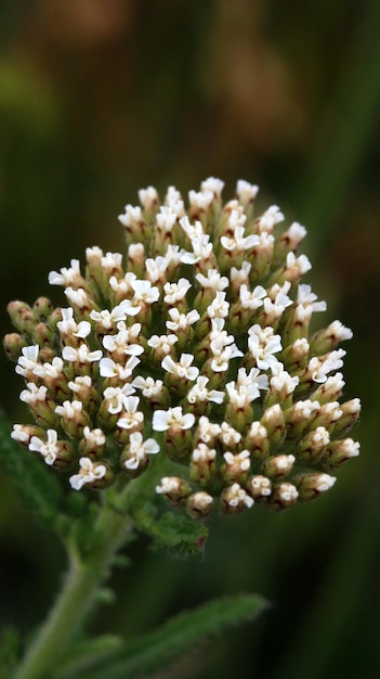 Vue rapprochée des fleurs en fleur