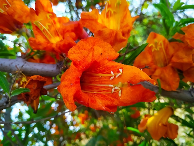 Photo vue rapprochée des fleurs en fleurs de tecomella undulata