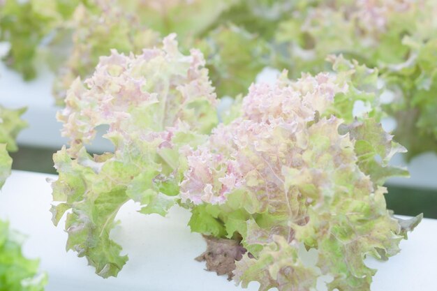 Vue rapprochée des fleurs sur un fond flou