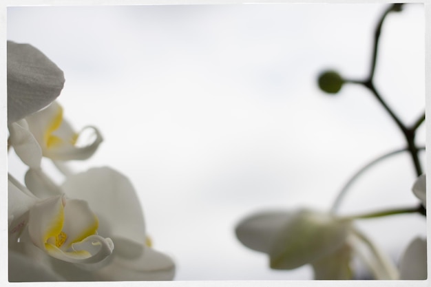 Photo vue rapprochée des fleurs sur un fond flou