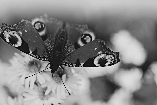 Photo vue rapprochée des fleurs sur un fond flou