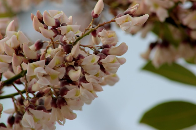 Photo vue rapprochée des fleurs fraîches qui fleurissent sur l'arbre