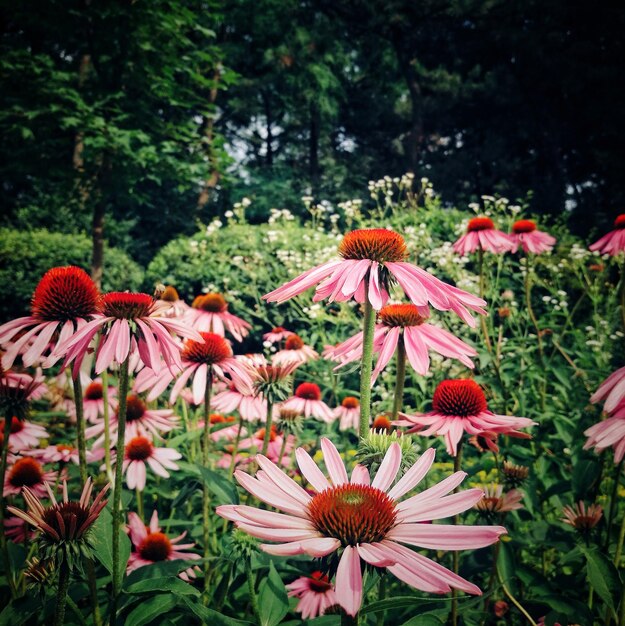 Vue rapprochée des fleurs fraîches qui fleurissent dans le parc