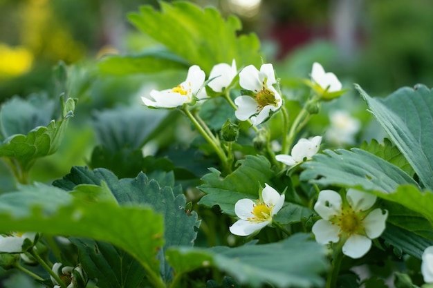 Vue rapprochée des fleurs de fraises fraîches avec des insectes