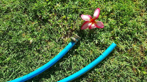 Photo vue rapprochée de fleurs et d'herbe sous un angle élevé