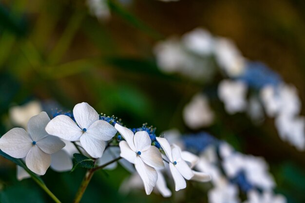 Photo vue rapprochée des fleurs d'hortensia blanches