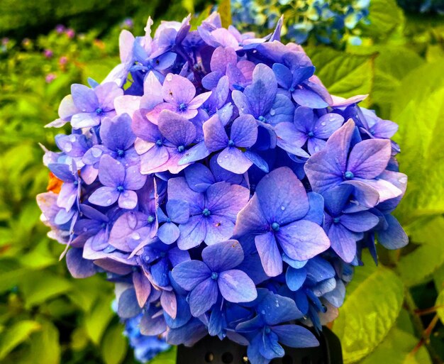 Photo vue rapprochée des fleurs d'hortensia bleue