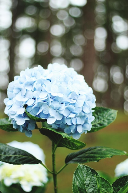 Photo vue rapprochée des fleurs d'hortensia pourpre