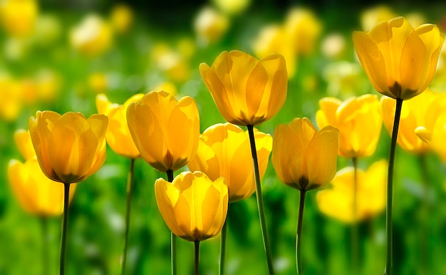 Vue rapprochée des fleurs jaunes sur un fond flou