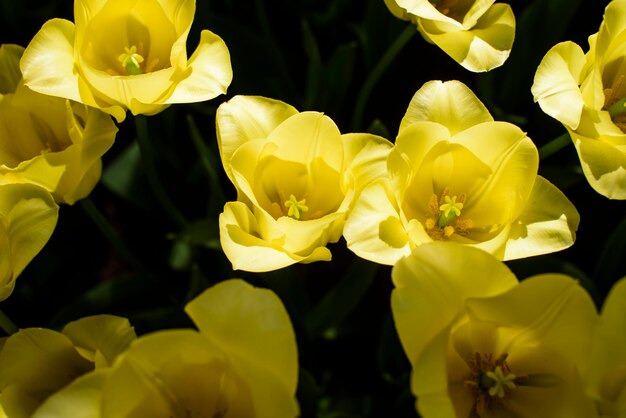 Photo vue rapprochée des fleurs jaunes qui fleurissent à l'extérieur