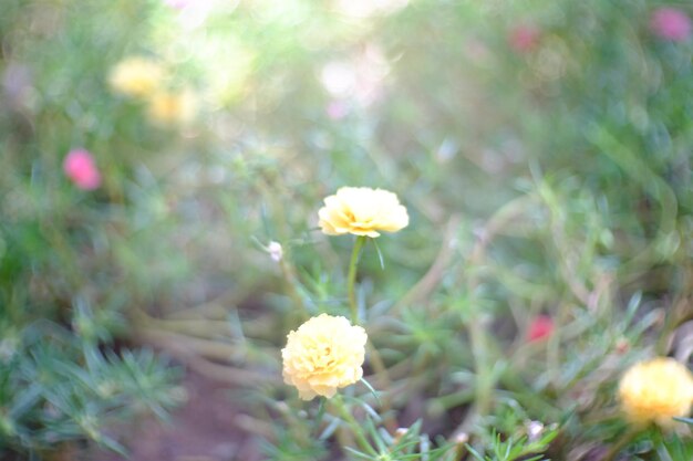 Vue rapprochée des fleurs jaunes qui fleurissent à l'extérieur