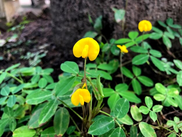 Photo vue rapprochée des fleurs jaunes qui fleurissent à l'extérieur