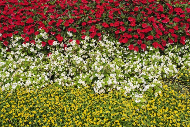 Photo vue rapprochée des fleurs jaunes qui fleurissent à l'extérieur