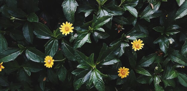 Vue rapprochée des fleurs jaunes qui poussent à l'extérieur