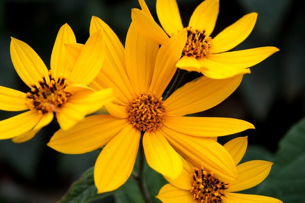 Vue rapprochée des fleurs jaunes