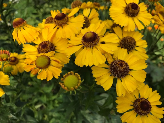 Vue rapprochée des fleurs jaunes