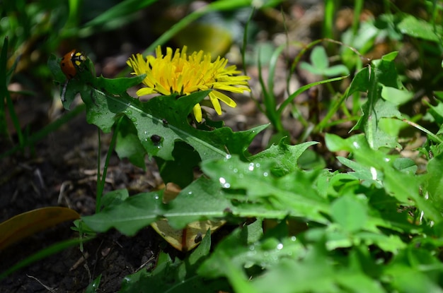 Photo vue rapprochée des fleurs jaunes