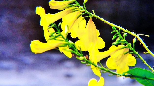 Photo vue rapprochée des fleurs jaunes