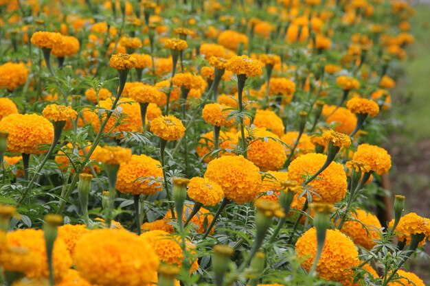 Photo vue rapprochée des fleurs jaunes