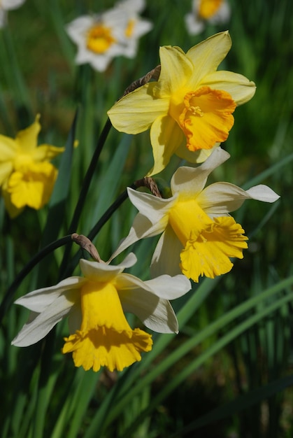 Photo vue rapprochée des fleurs jaunes