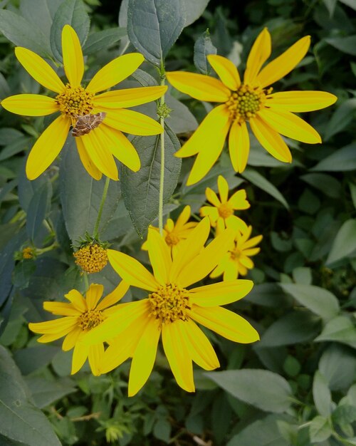 Photo vue rapprochée des fleurs jaunes