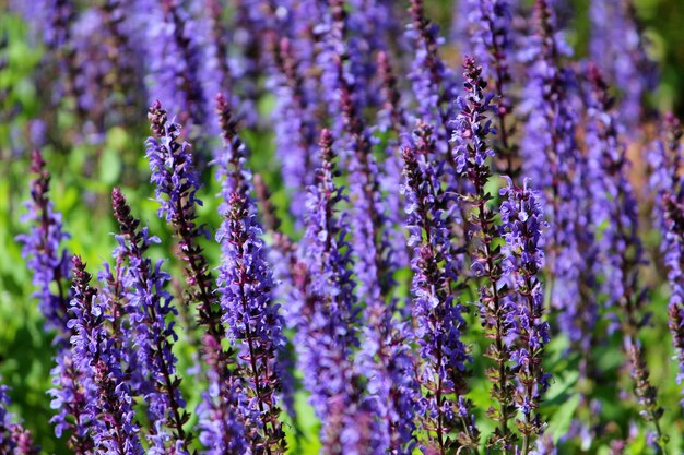 Vue rapprochée des fleurs de lavande pourpre sur le champ