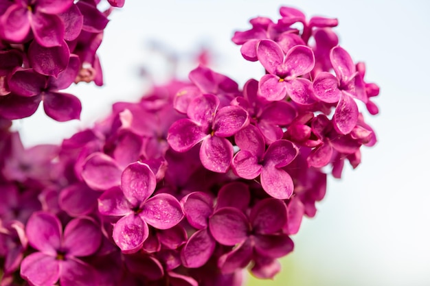 Vue rapprochée des fleurs lilas pourpres sur le buisson, mise au point sélective et arrière-plan flou