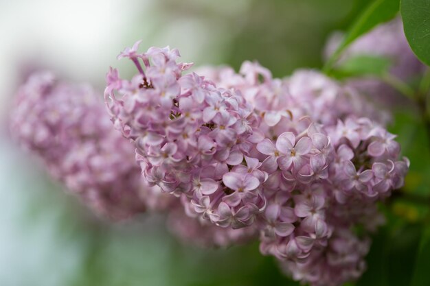 Vue rapprochée des fleurs lilas roses sur le buisson, mise au point sélective et arrière-plan flou