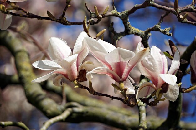 Photo vue rapprochée des fleurs de magnolia