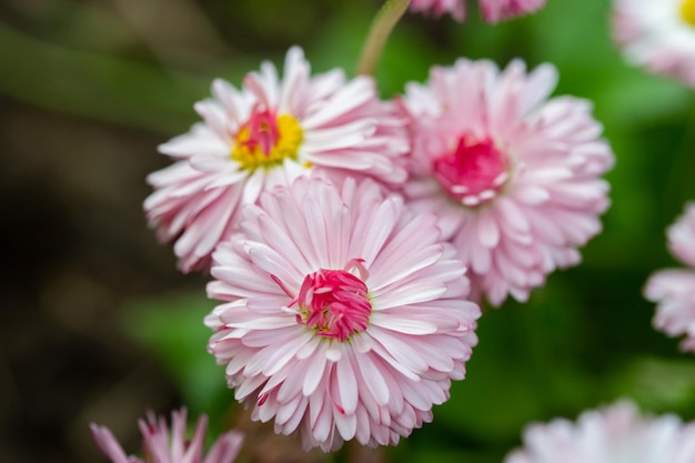 Vue rapprochée des fleurs de marguerite rose contre l'herbe verte avec mise au point sélective et arrière-plan flou