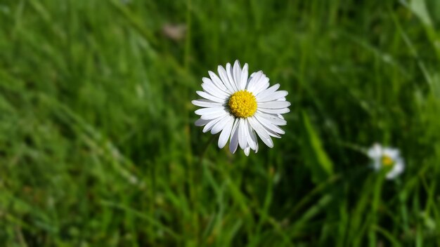 Photo vue rapprochée des fleurs de marguerites blanches