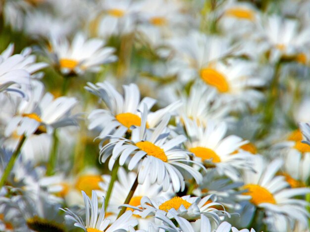 Vue rapprochée des fleurs de marguerites blanches