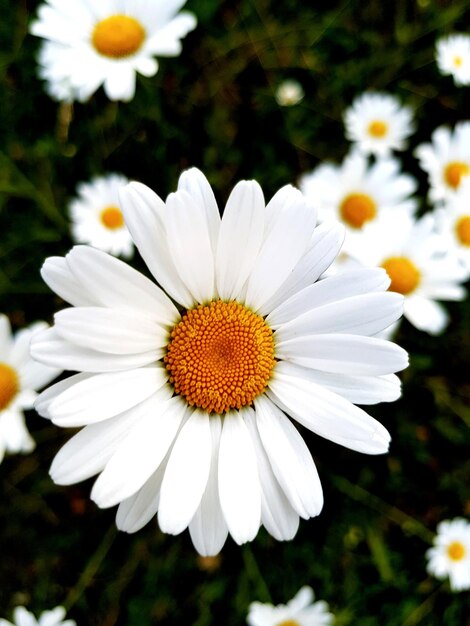 Photo vue rapprochée des fleurs de marguerites blanches